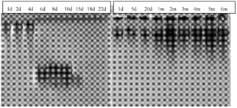 Method for inhibiting degradation of gamma-polyglutamic acid and gamma-polyglutamic acid water-retaining agent