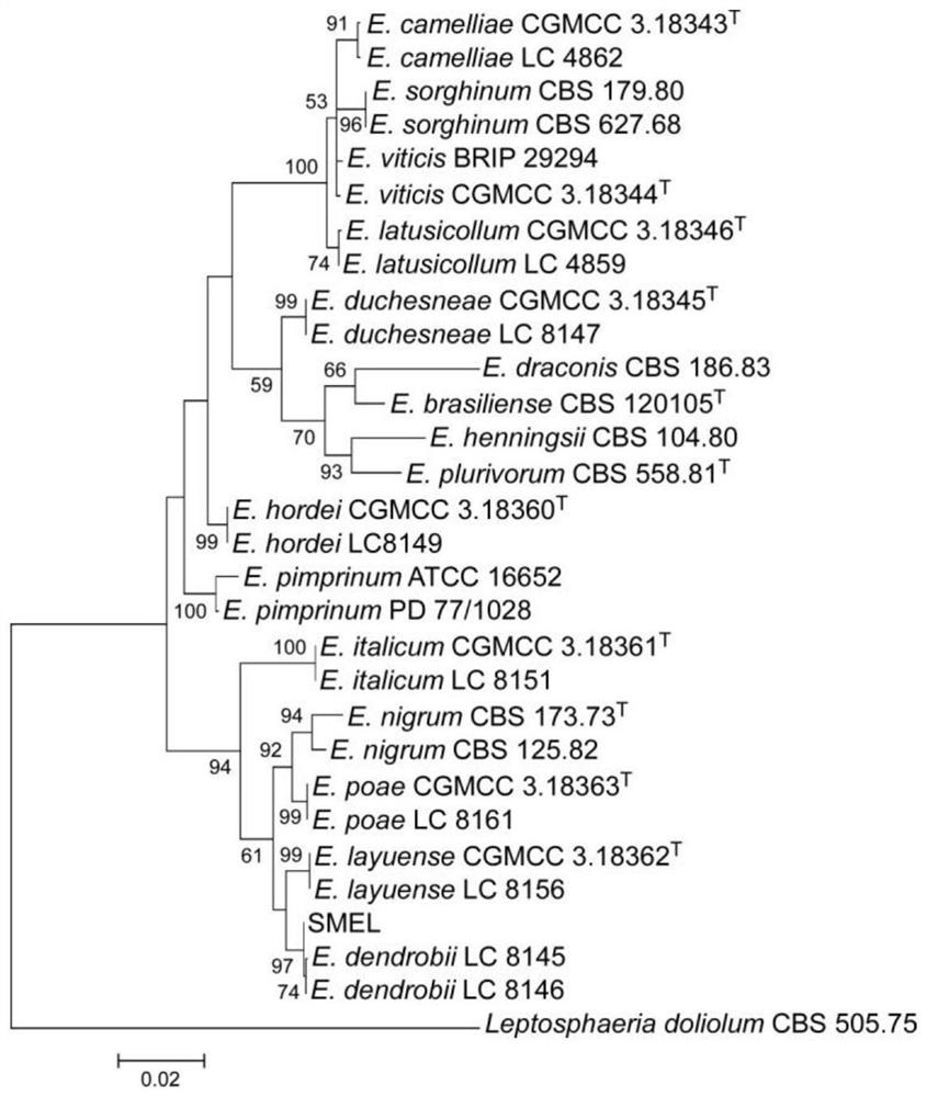 Cunninghamia lanceolata endophytic fungus and biological prevention and treatment application thereof