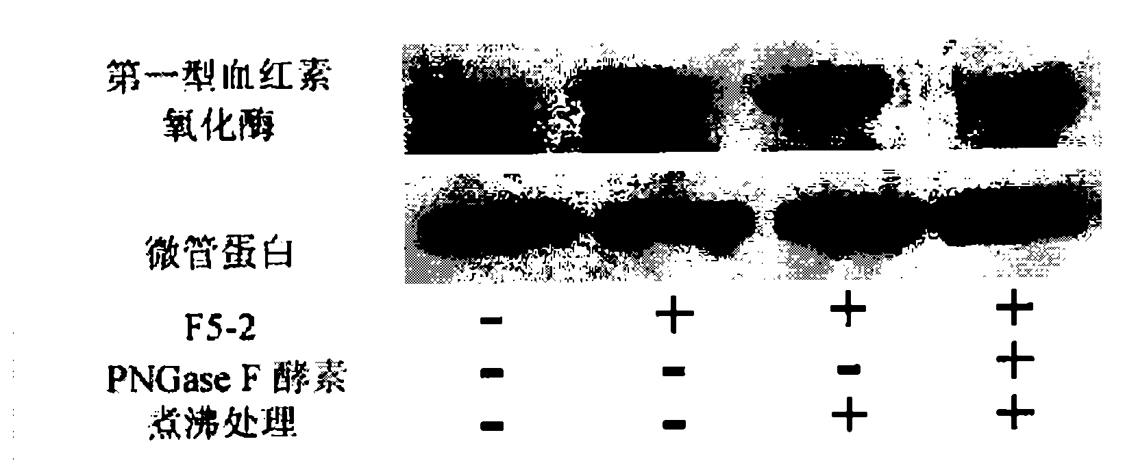 Ganoderma tsugae active substance, preparation method thereof and composition thereof