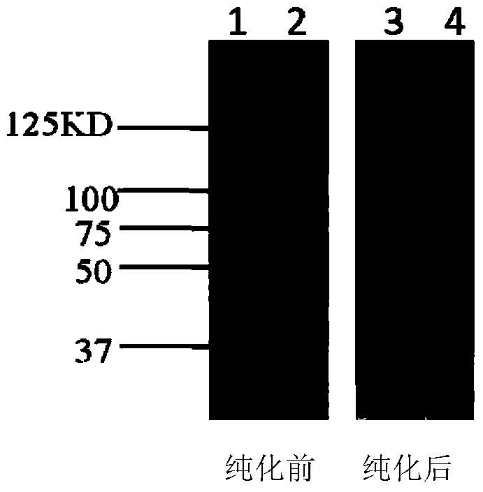 A kind of avirulent live anthrax vaccine and avirulent anthrax strain