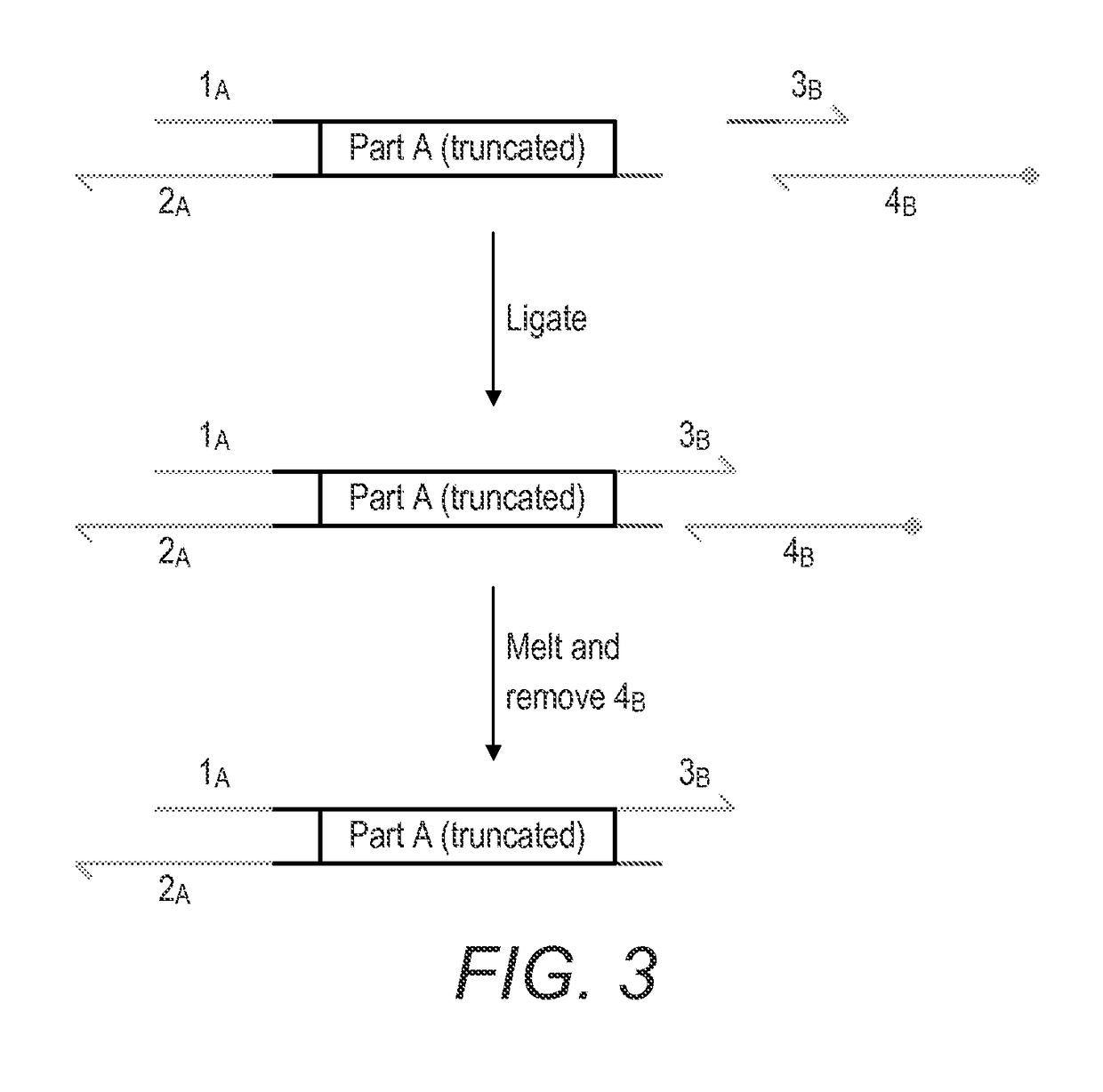 Method for the assembly of a polynucleic acid sequence