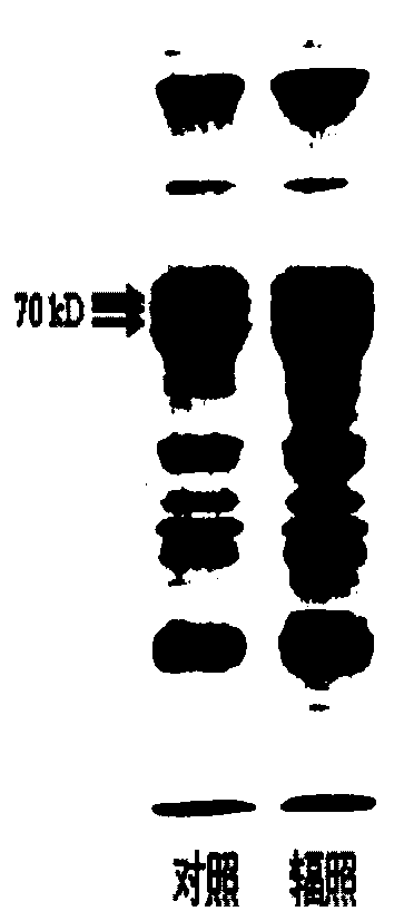 A method for increasing the amount of protein sp stored in early blood of silkworm larvae