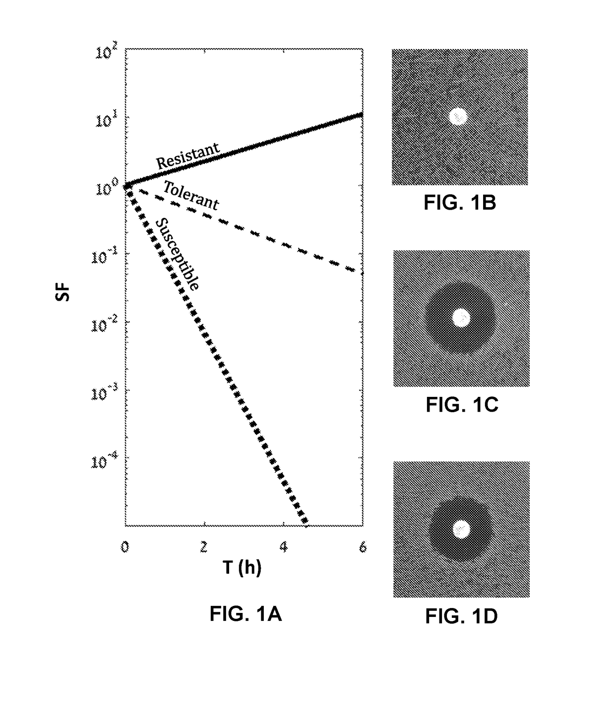 Kit and discs for use in disc diffusion antibiotic sensitivity testing