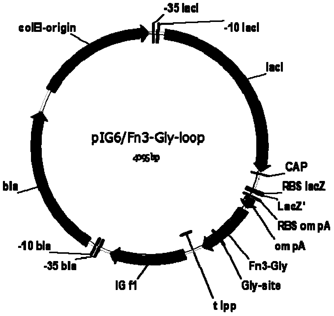 A method for establishing a receptor protein model for n-glycosylation efficiency detection in Escherichia coli using the skeleton protein fn3