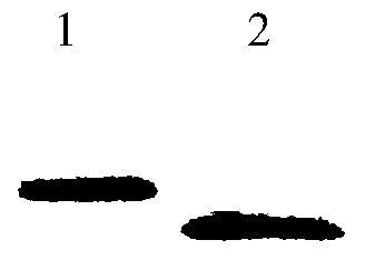 A method for establishing a receptor protein model for n-glycosylation efficiency detection in Escherichia coli using the skeleton protein fn3