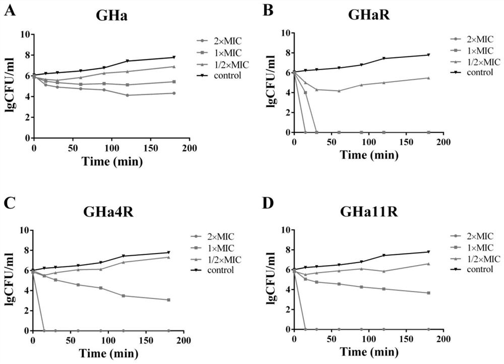 Antibacterial peptide and application thereof