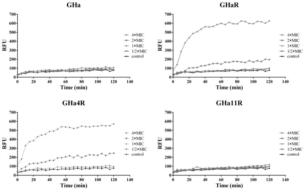 Antibacterial peptide and application thereof