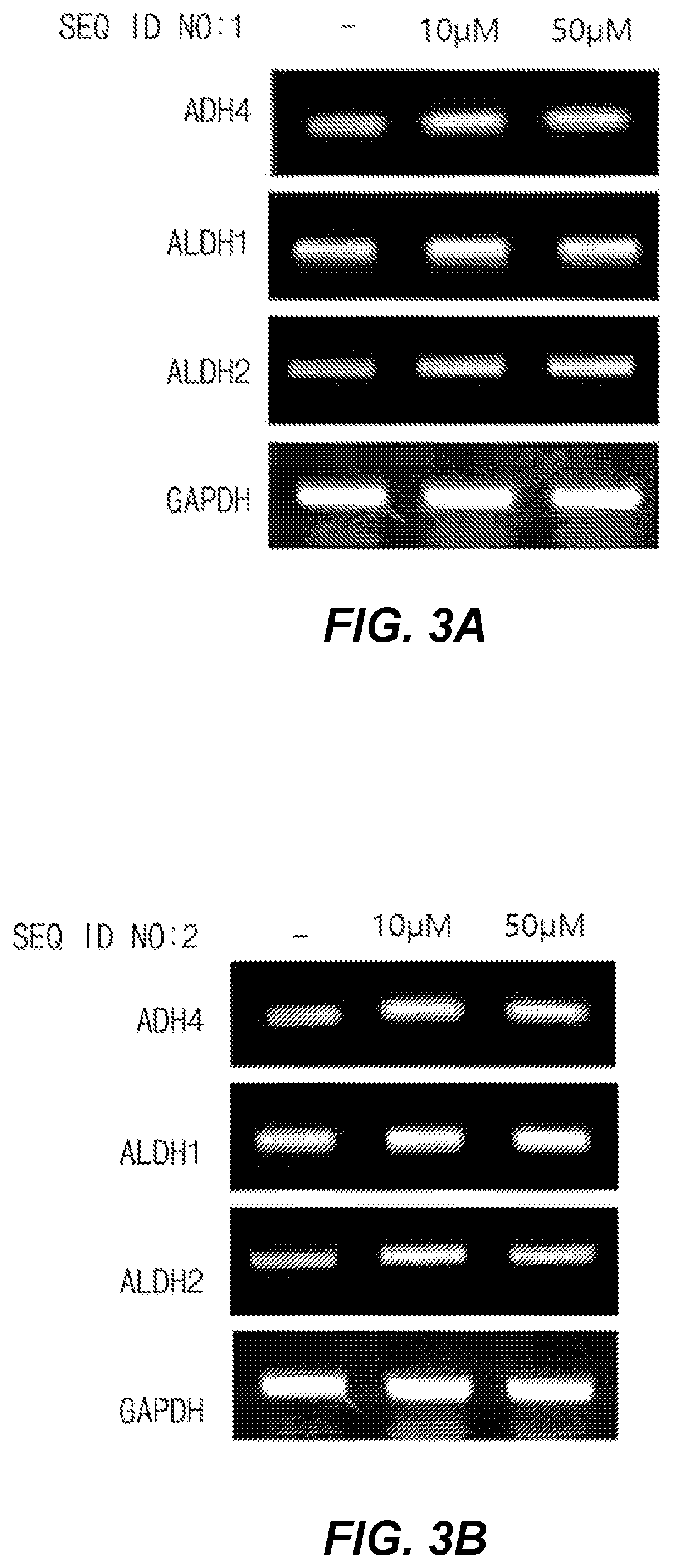 Hangover alleviating composition containing conjugate of sesamol and peptide as active ingredient