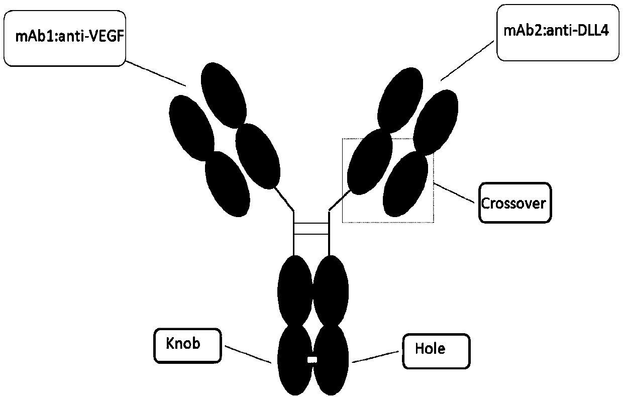 Anti-human DLL4 and VEGF bispecific antibody and preparation and application thereof