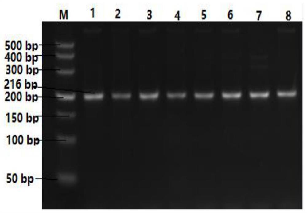 A snp marker affecting lambing traits of Hu sheep and its application