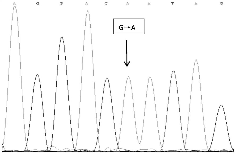 A snp marker affecting lambing traits of Hu sheep and its application