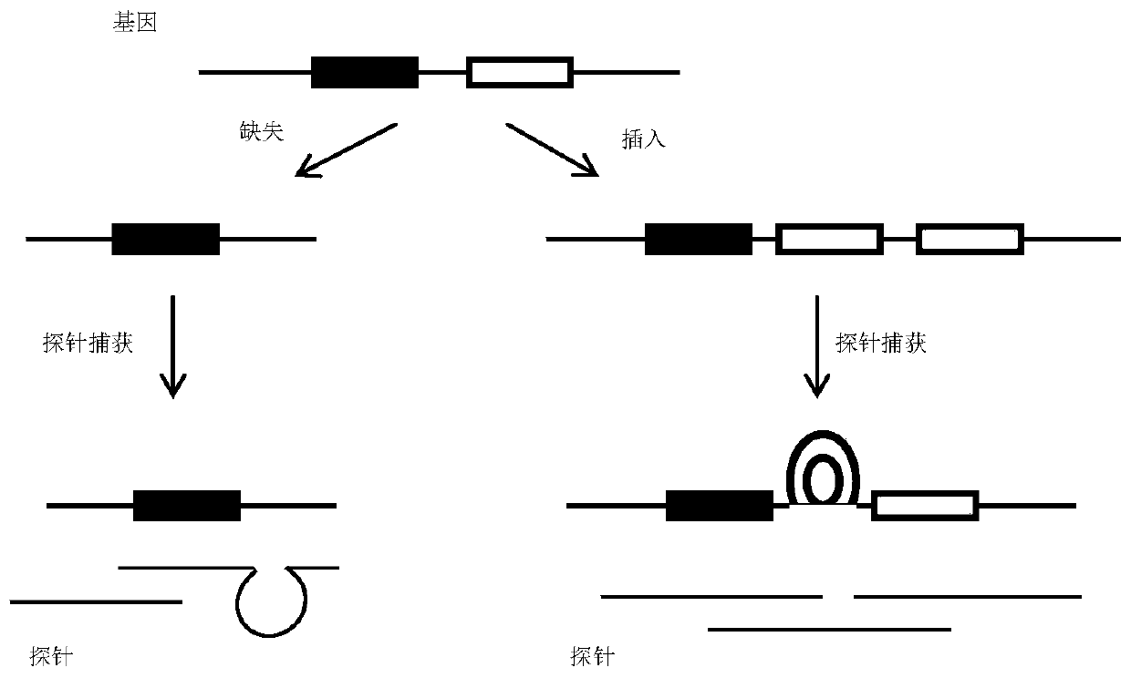 Capture probe for DNA sample containing INDEL region, kit and library construction method