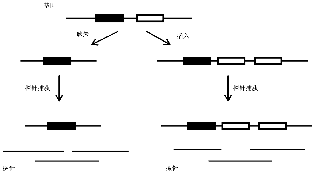 Capture probe for DNA sample containing INDEL region, kit and library construction method