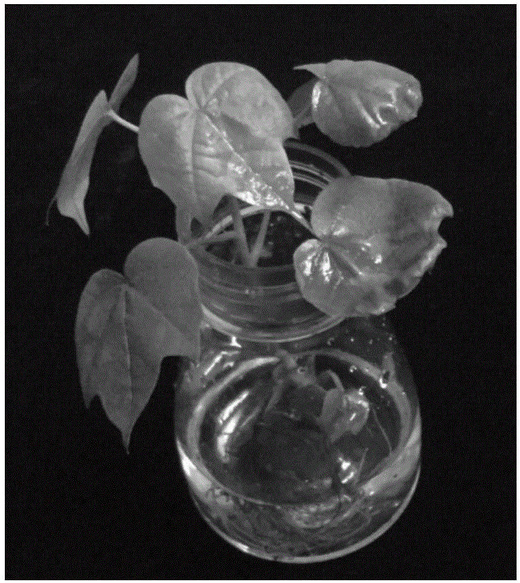 High-survival-rate transplanting method for transgenic cotton regenerated plants