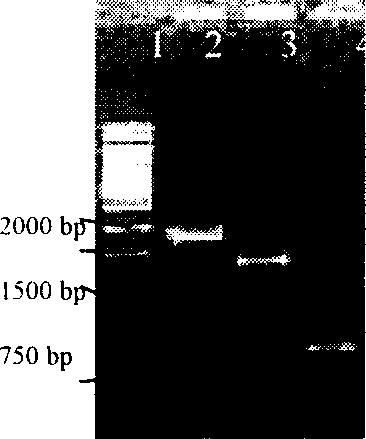 Improvement of Astragaloside content by endogenous gene overexpression technology