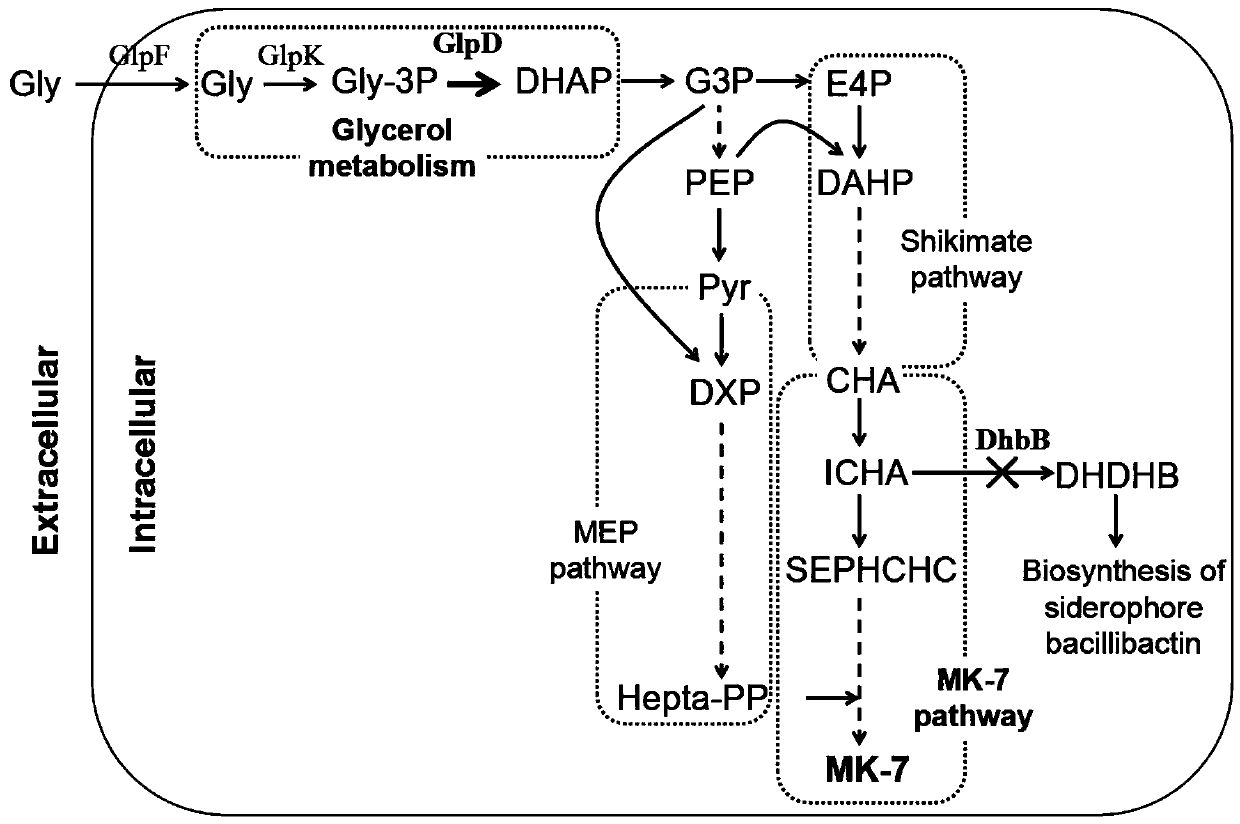 Gene modification application and bacterial strain obtained through gene modification