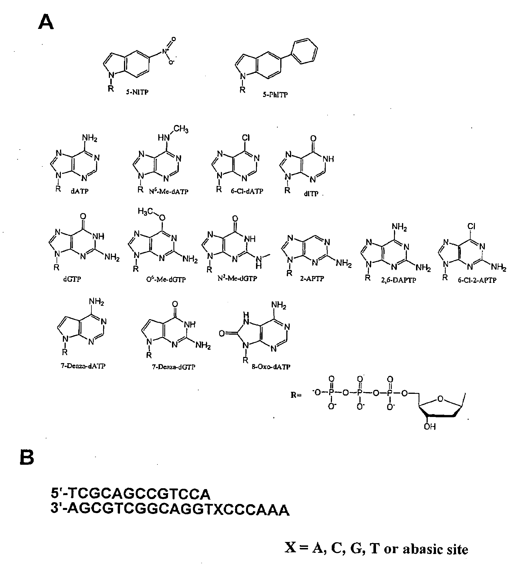 Selective inhibitors of translesion DNA replication