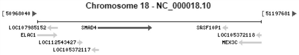 Primer, method and kit for detecting whole exon mutation of SMAD4 gene