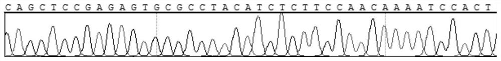 Primer, method and kit for detecting whole exon mutation of SMAD4 gene