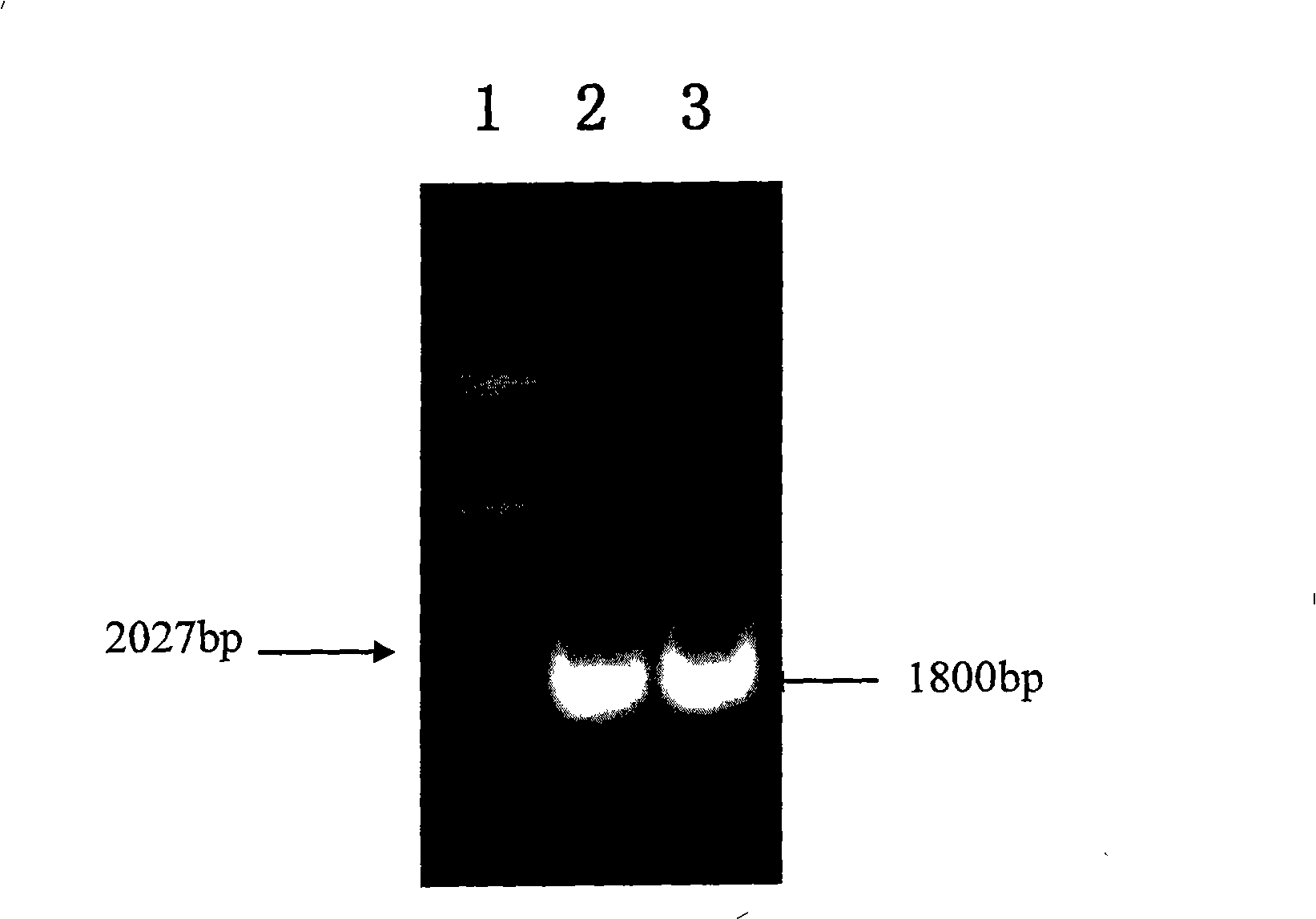 Method for constructing membrane protein cDNA library and use thereof