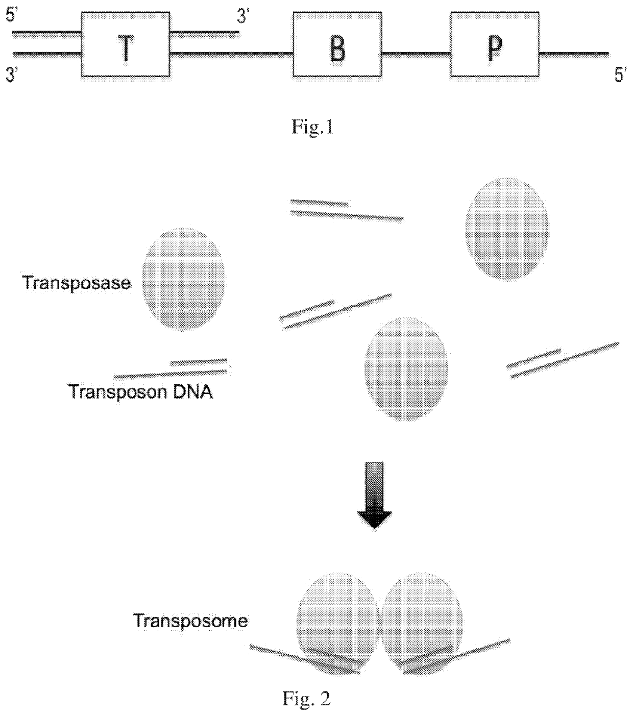 Methods of Whole Genome Digital Amplification