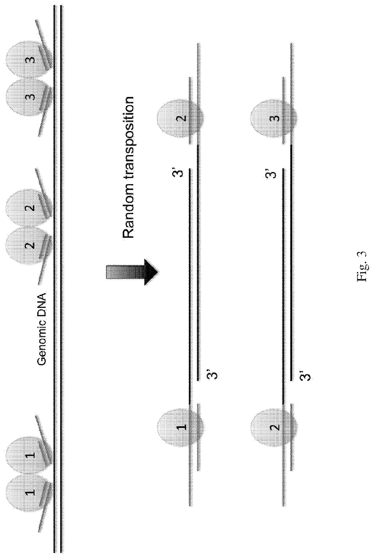 Methods of Whole Genome Digital Amplification