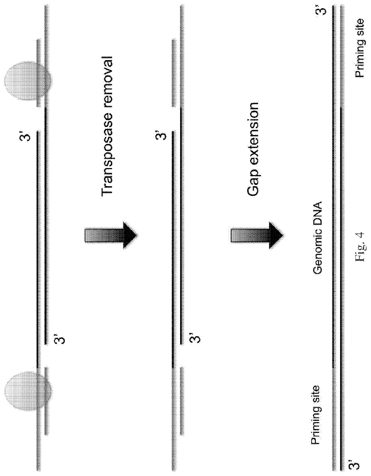 Methods of Whole Genome Digital Amplification