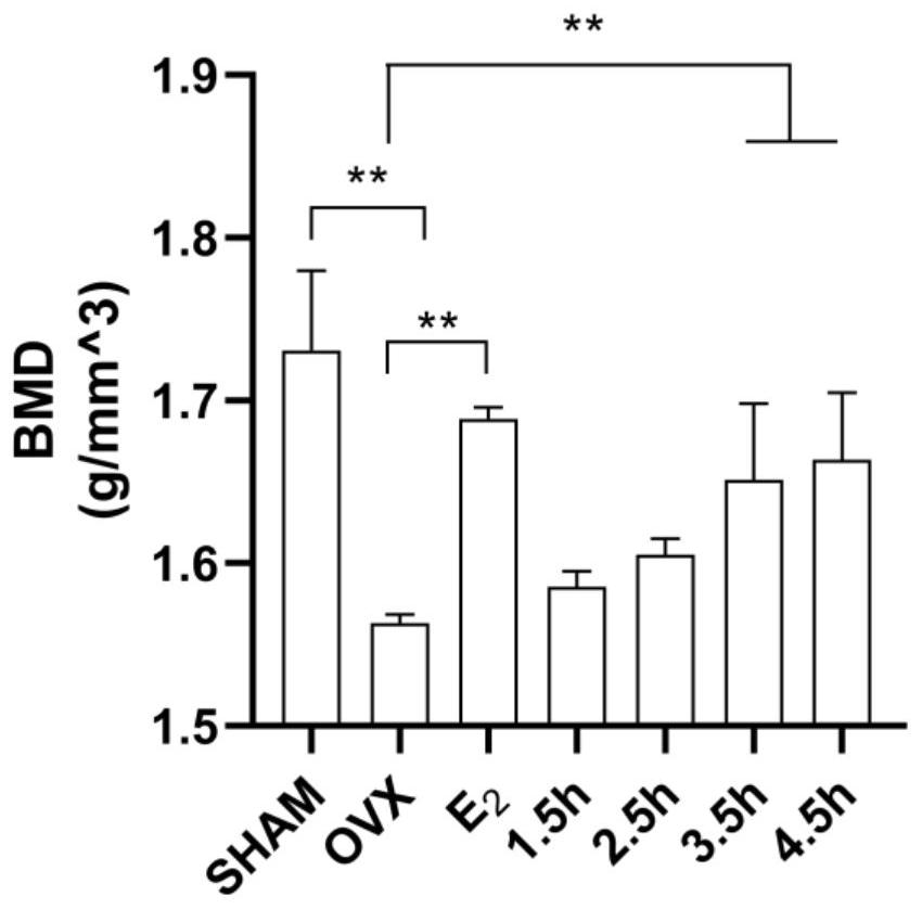 Sea cucumber extract for increasing bone mineral density