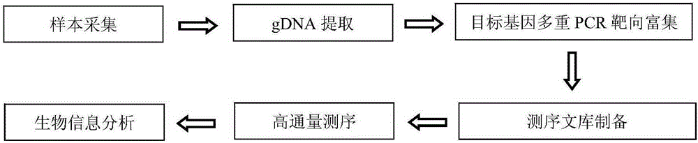 MMR gene mutation detection kit