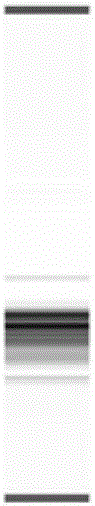 MMR gene mutation detection kit