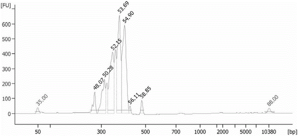 MMR gene mutation detection kit