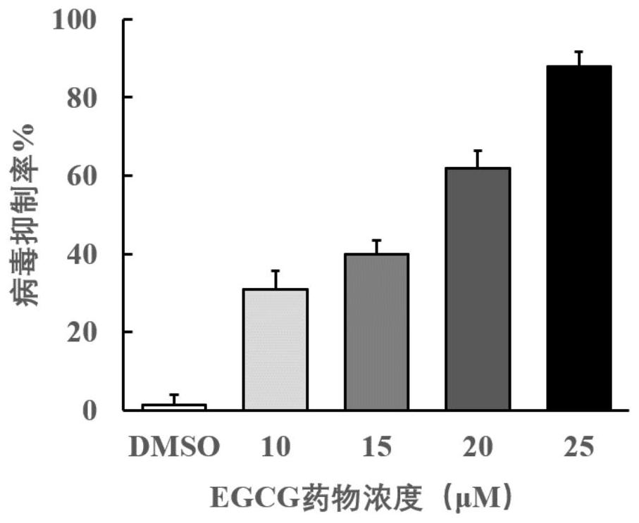 Application of epigallocatechin gallate in preparation of medicine for treating and/or preventing diseases caused by Epigallocatechin gallate virus infection