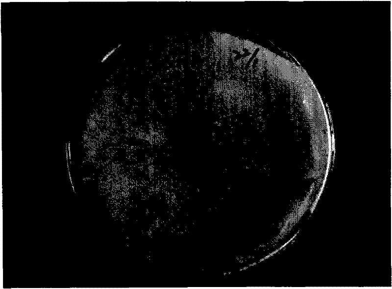 Halictidae aspergillus nomius strain and application thereof