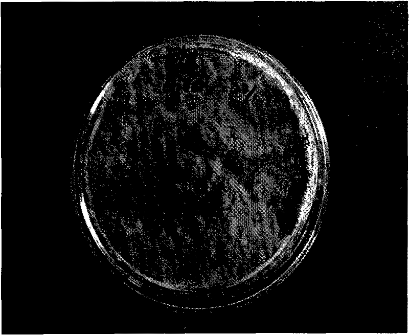 Halictidae aspergillus nomius strain and application thereof