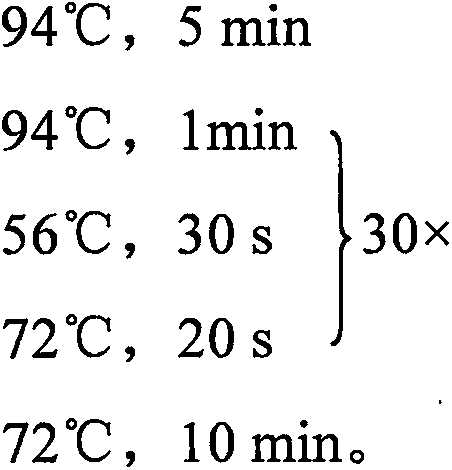 Schisandra chinensis molecular identity card and identification method