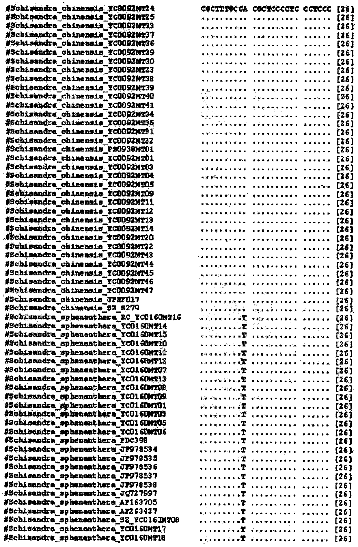 Schisandra chinensis molecular identity card and identification method