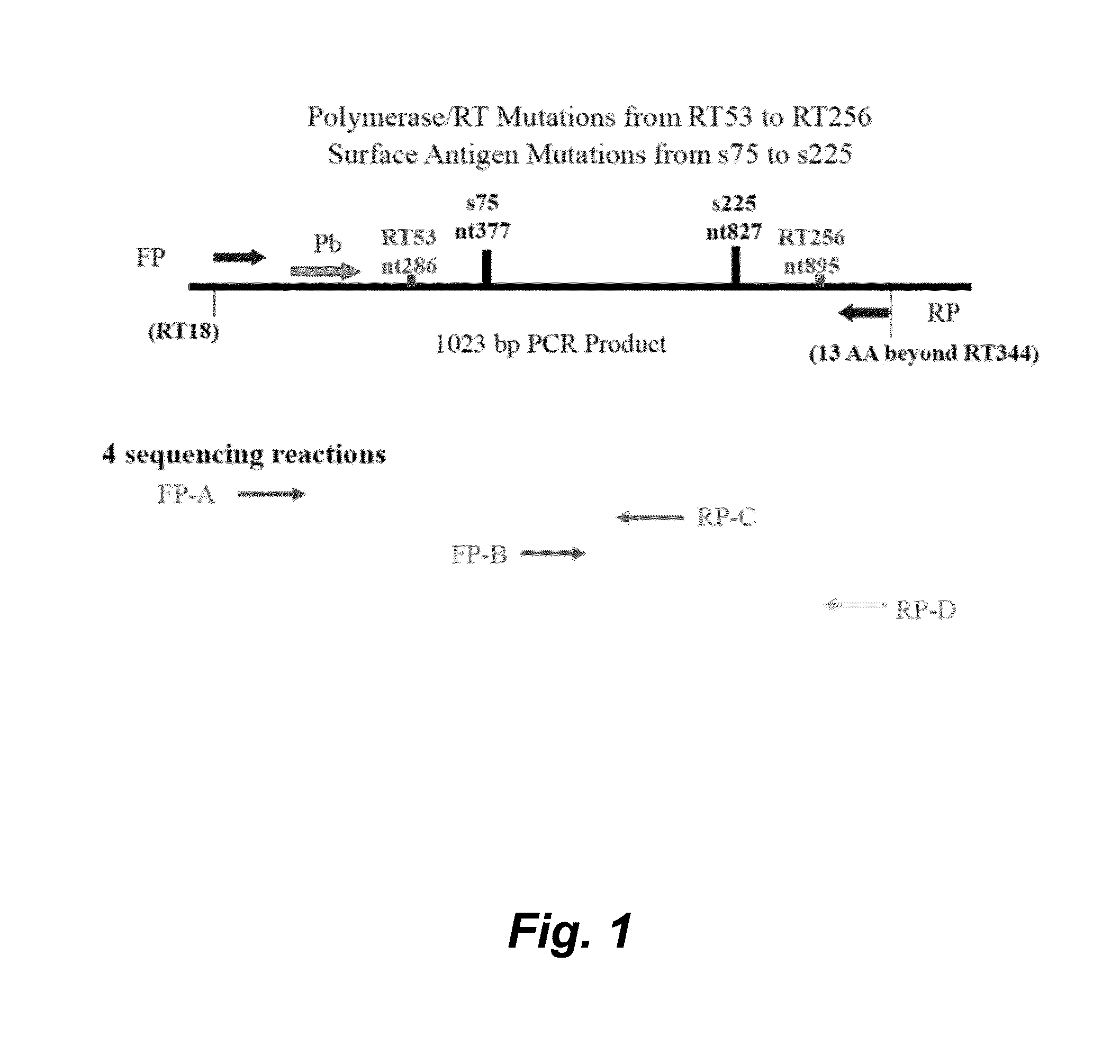 Hepatitis b virus typing and resistance assay