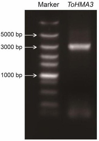 Cloning and functional expression method of typha orientalis heavy metal ATPase gene TyHMA3