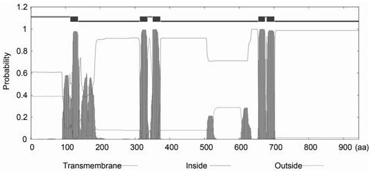 Cloning and functional expression method of typha orientalis heavy metal ATPase gene TyHMA3