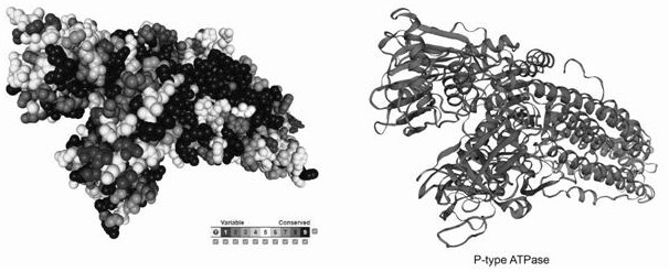 Cloning and functional expression method of typha orientalis heavy metal ATPase gene TyHMA3