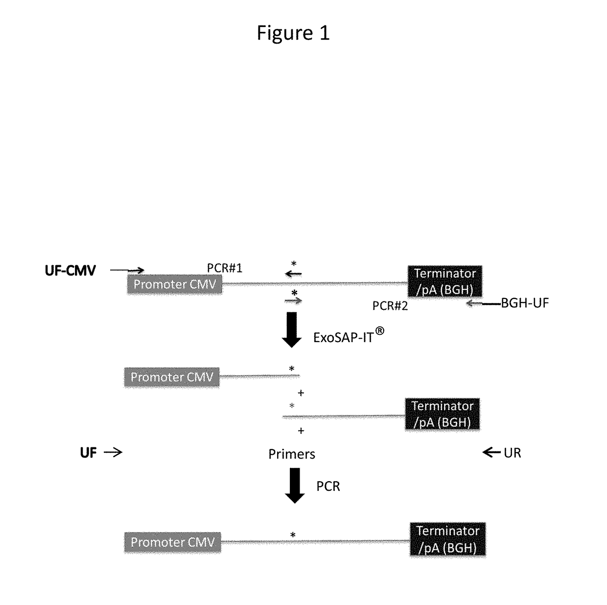 Novel Cell Based Assay