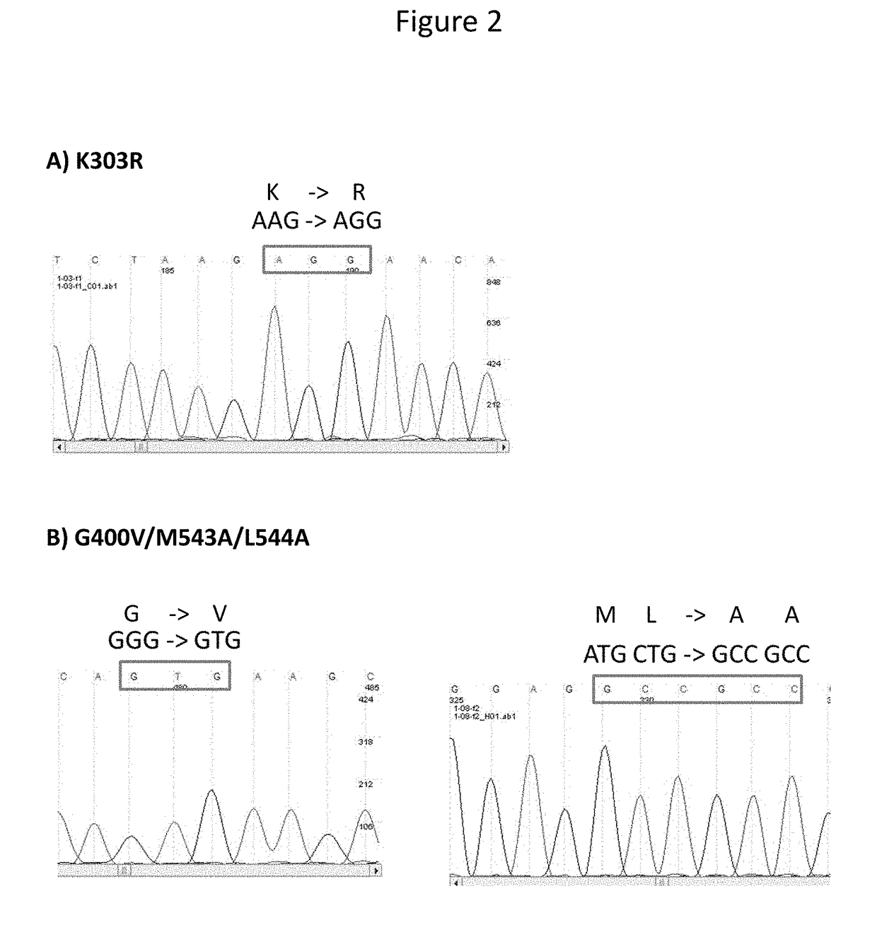 Novel Cell Based Assay