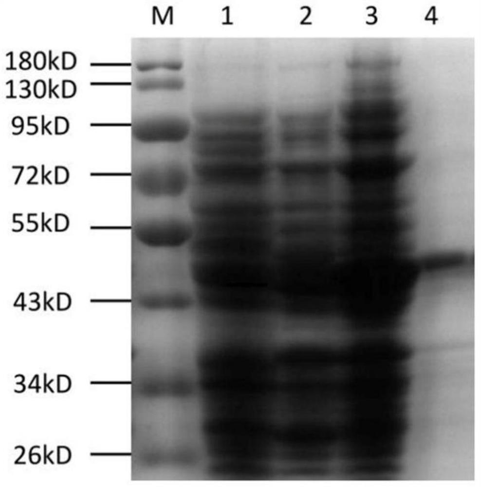 Universal riemerella anatipestifer egg yolk antibody as well as preparation method and application thereof