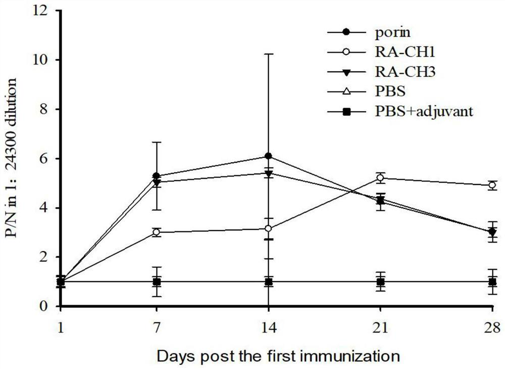 Universal riemerella anatipestifer egg yolk antibody as well as preparation method and application thereof