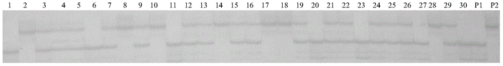 A Molecular Marker Closely Linked to the Soybean Rust Resistance Gene Locus and Its Application