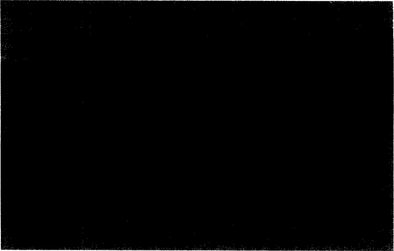 Process for detecting concentration of nonionic surfactant in waste water using spirogyra