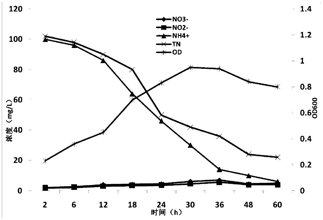 Salt-tolerant, heterotrophic and aerobic nitrifying bacterium strain, culture method, bacterial liquid and application