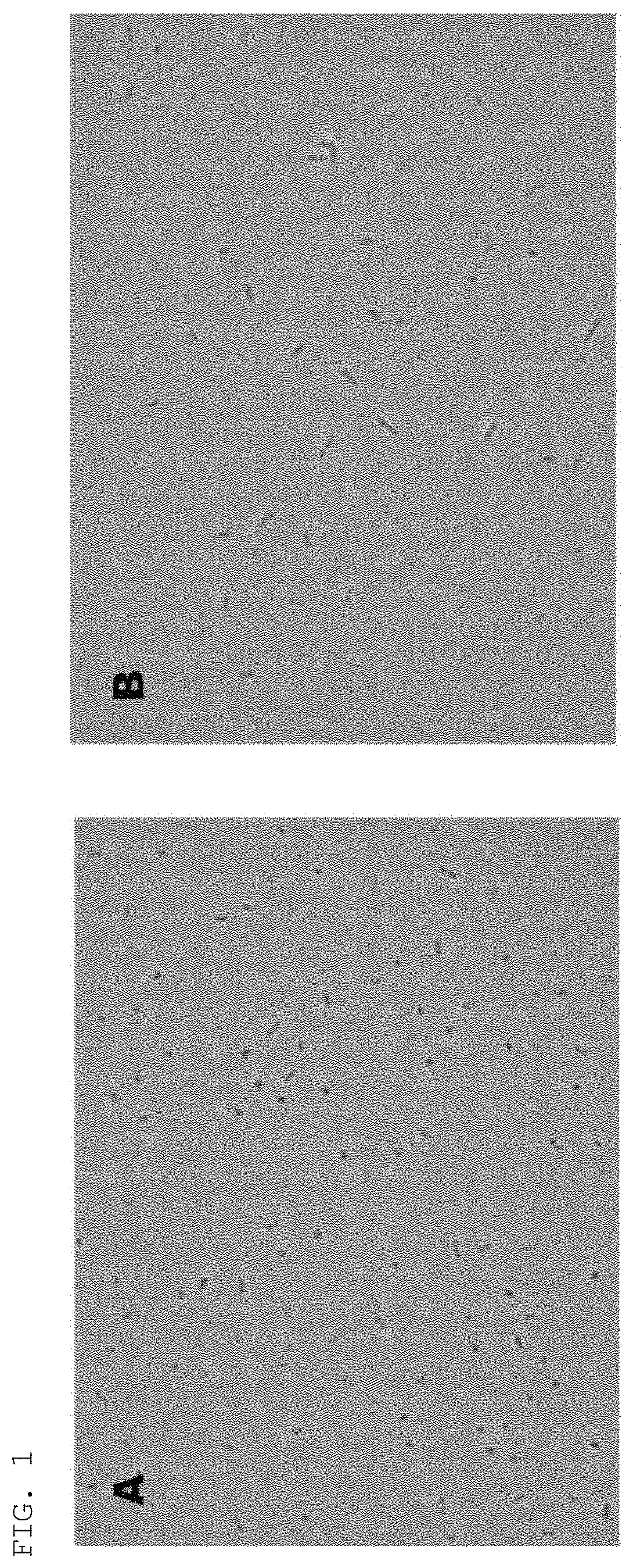 <i>Akkermansia muciniphila </i>EB-AMDK27 strain and use thereof