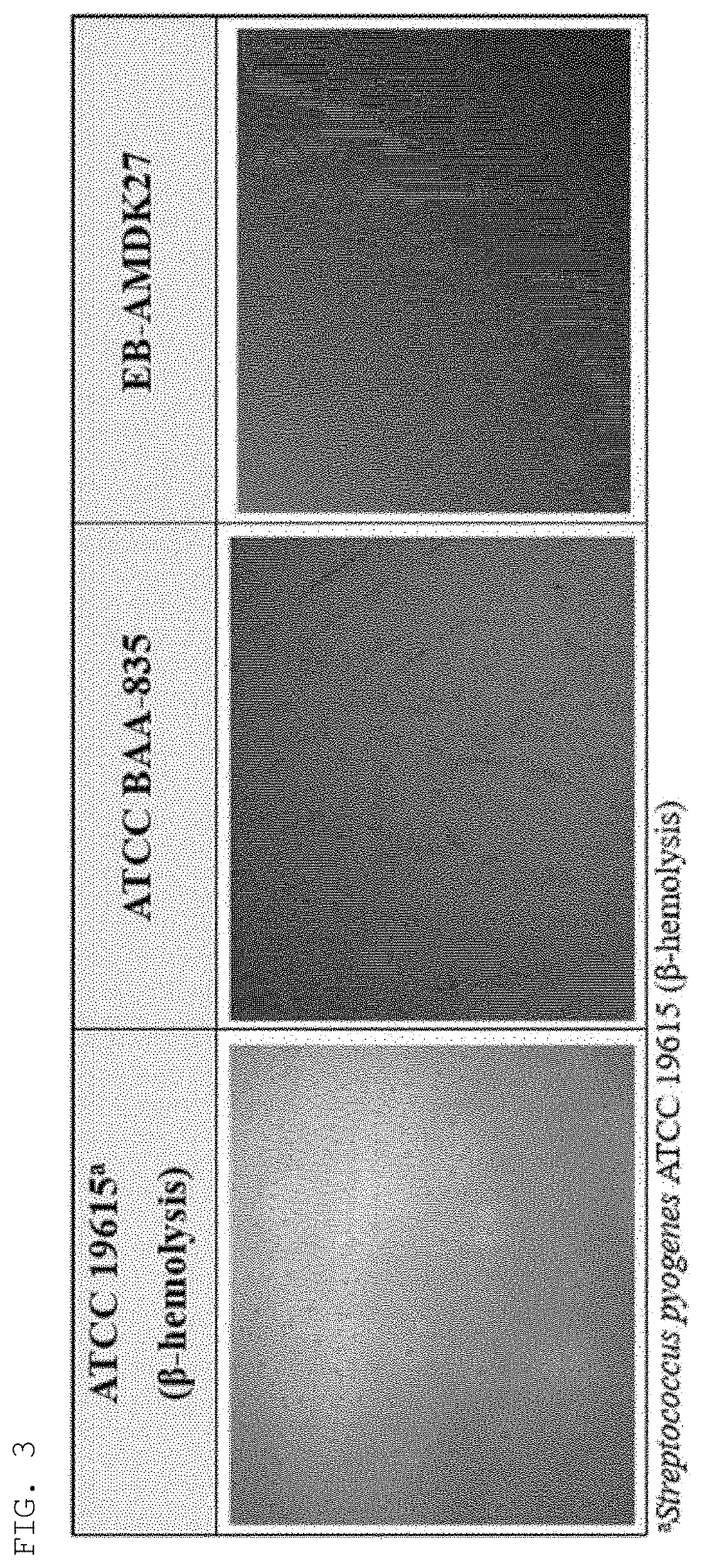 <i>Akkermansia muciniphila </i>EB-AMDK27 strain and use thereof