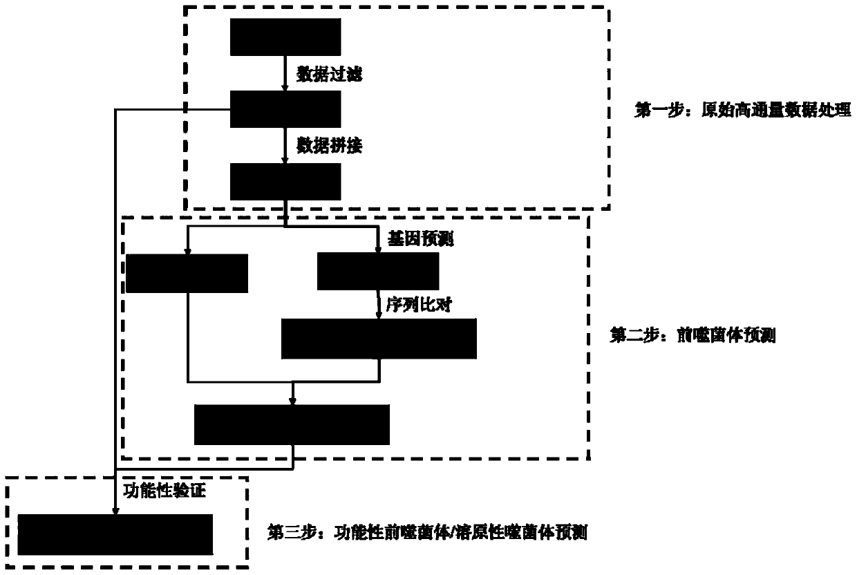 Detection method for functional prophage as well as location and sequence thereof in bacteria